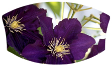 DNSWILL 024 Purple Cylmaties